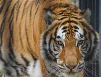 Zookeeper Completes Unique Fundraiser to Help Rescue Tiger Find Forever Home