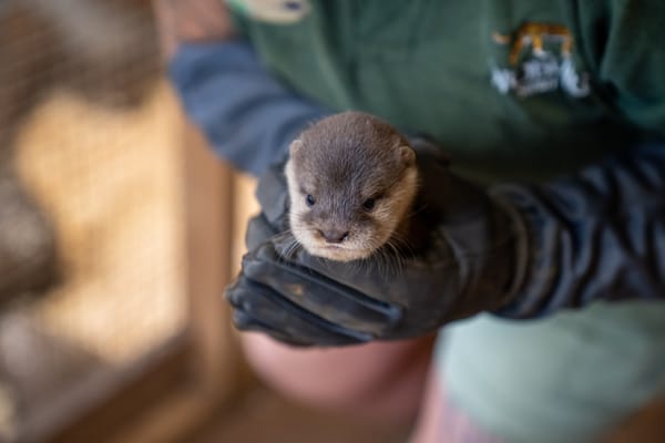 Name Woburn’s Otterly Adorable Pups and Win a Wild Family Day Out!