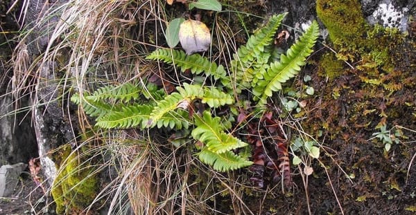 Rare fern rediscovered in iconic Cwm Idwal – more than 150 years after last sighting