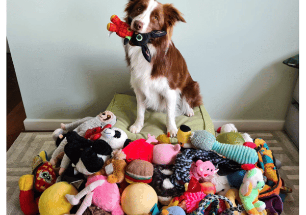 Dogs Can Group Toys by Function Like Humans, Study Finds