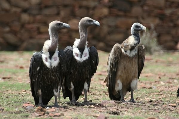 Cow Retirement Homes Help Save Nepal’s Vanishing Vultures