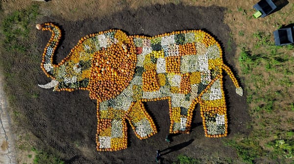 Gourd-geous Jumbo Elephant Mosaic Created with 11,000 Pumpkins at Noah’s Ark Zoo Farm