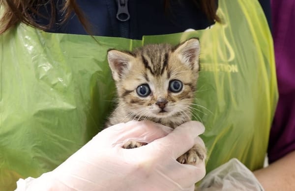 Tiny Miracle: Kitten Rescued from Wall Gap Grows into Playful Adventurer