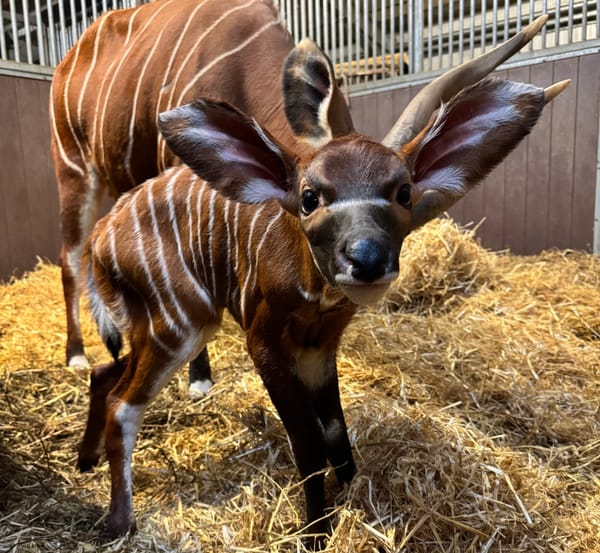 Hope in Stripes: Rare Female Mountain Bongo Calf Born at Woburn Safari Park After a Decade