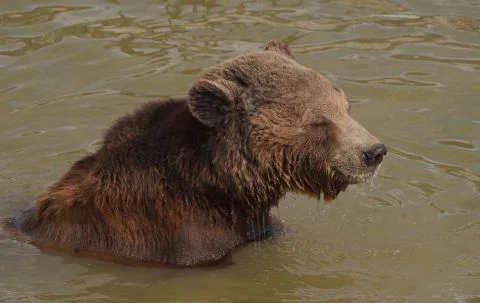 Rescued Bears Max and Minnie Thrive After Years in Captivity