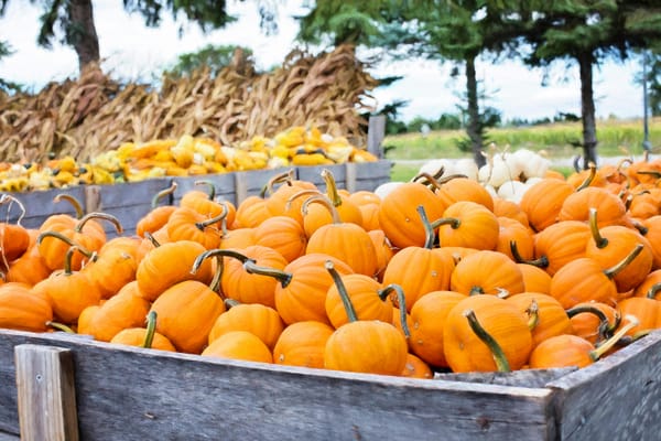 Pick, Play, and Take One Home — Pumpkin Fun at Puxton Park!