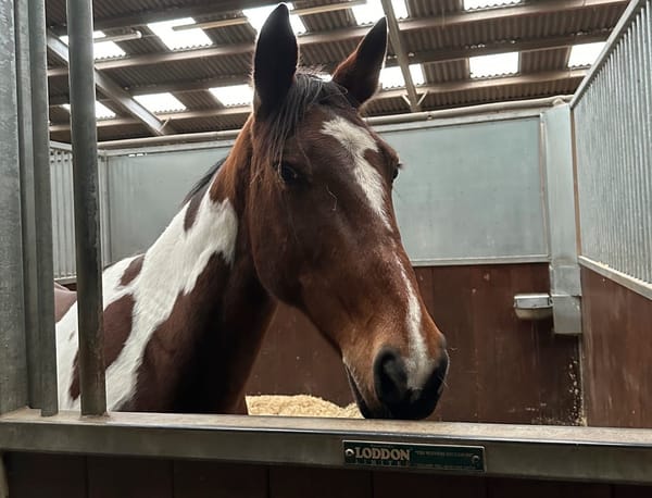 From Tragedy to Hope: Rescued Mare Jean Starts a New Life