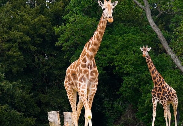 Groundbreaking Surgery Saves Sahara the Giraffe at Woburn Safari Park