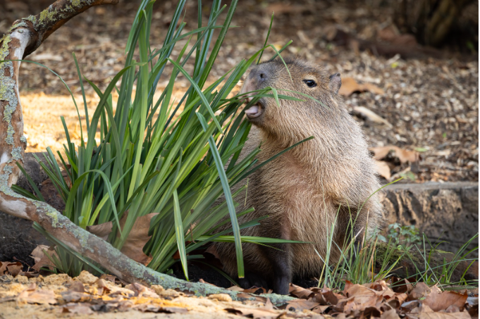London Zoo Unveils New Spa-Inspired Home for Capybara Duo