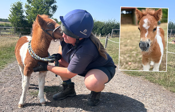Tiny Shetland Foal Steals the Show and Hearts on National TV