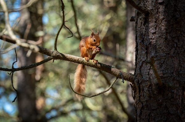 Red Squirrel Comeback: Highland Range Expands 25% After 10-Year Rewilding Project
