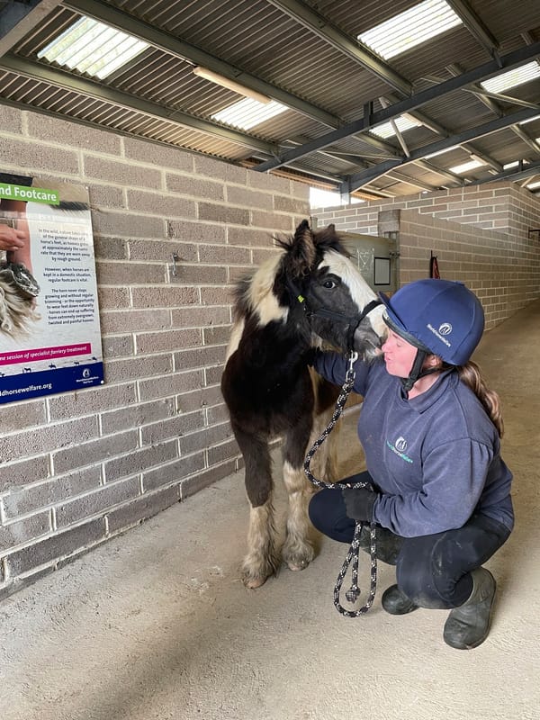Rescued Foal Malcolm Finds Love Again