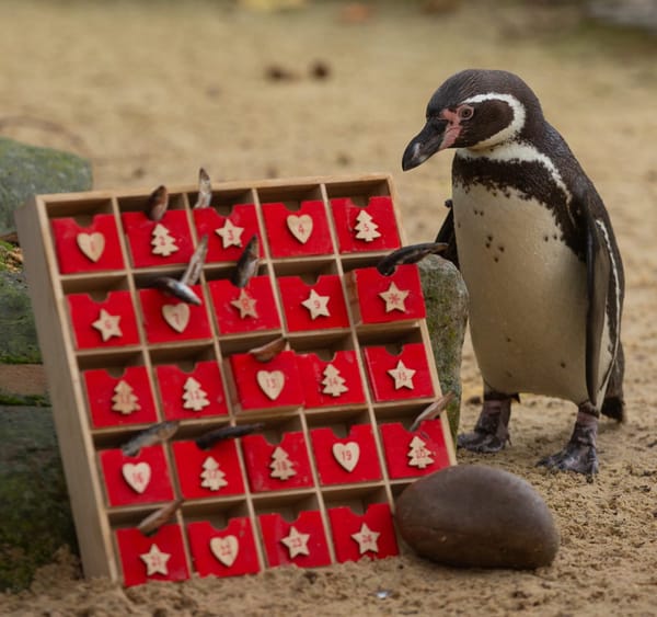 Penguins Enjoy Advent Calendar as Christmas Begins at London Zoo