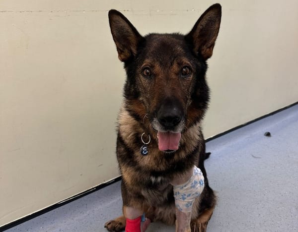 Back on the Beat at Home: Retired Police Dog Riley Gets a Life-Saving Second Chance