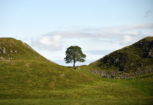 Sycamore Gap Sapling Planted in University of Leicester Botanic Garden