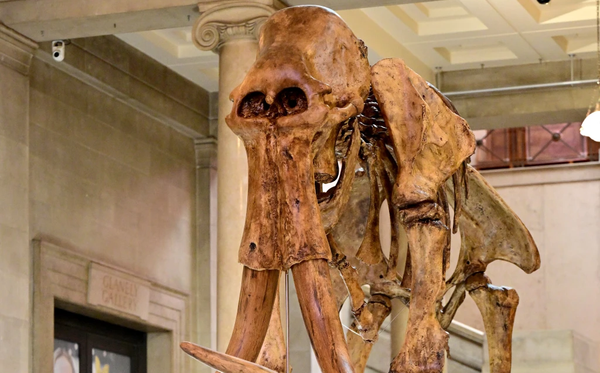 Meet Tom Bones: National Museum Cardiff’s Mammoth Finally Has a Name