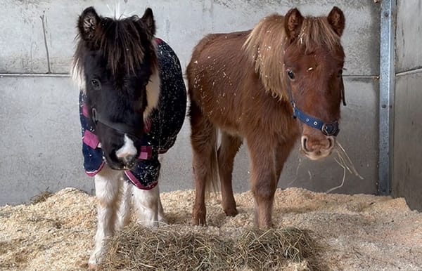Tiny Ponies Buddy and Bauble Make Remarkable Recovery