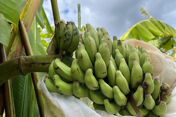 Banana Breakthrough: Scientists Discover Key to Fighting Devastating Crop Disease