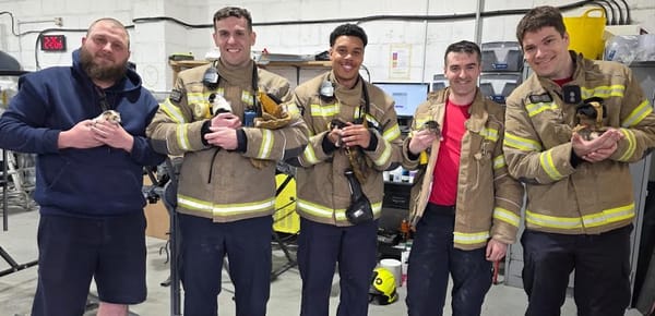 Firefighters Save Five Tiny Kittens Trapped in Roof Drama