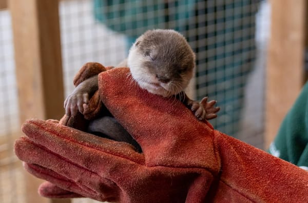 Why Woburn’s New Otter Pups are Stealing Hearts and Why Their Story Matters