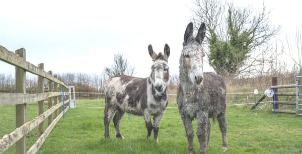 Escape Artist Donkeys Find Safety After Roadside Drama