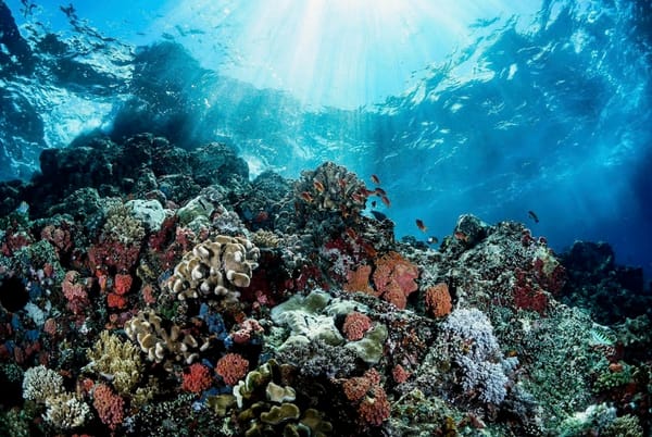 Part of Your World – a Dance Show That Dives Beneath the Surface (By Rosie, 12