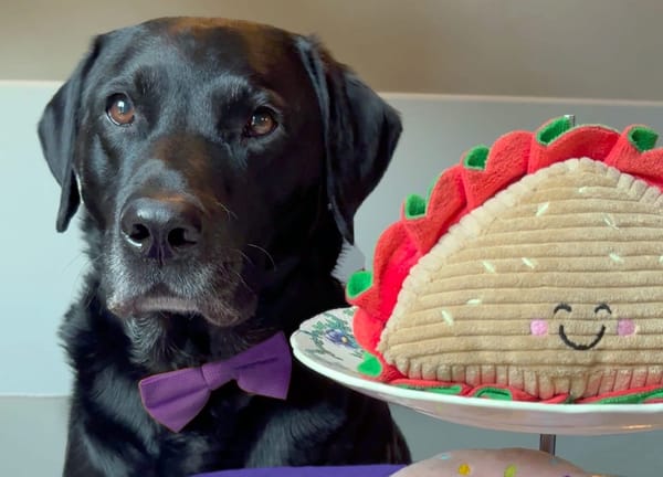 Tea for two… and one for the dog! Charity hosts dog-friendly afternoon tea to support life-changing assistance dogs