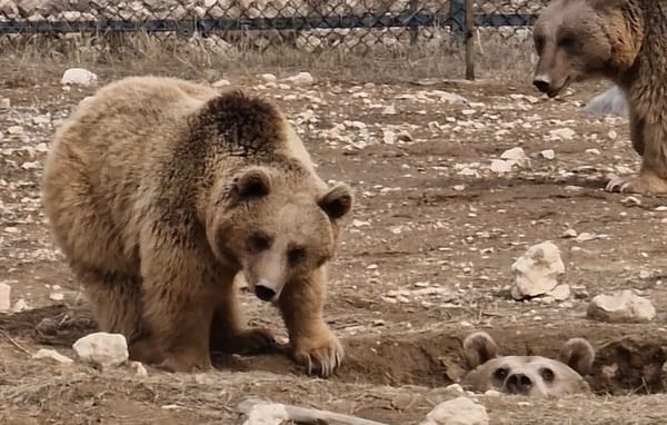 Rescued Bear Family Celebrates First Natural Hibernation After Dramatic Rescue