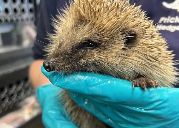 Hedgehog Heroes Open ‘Hogspital’ in Cornwall After Three-Year Effort