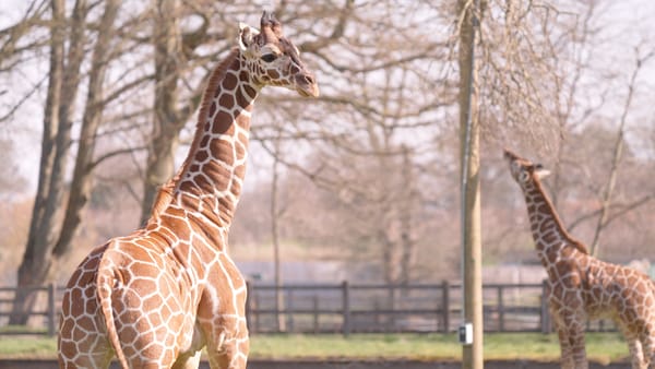 Tiny Hooves on the Move: Rhino Calf and Giraffes Explore the Great Outdoors