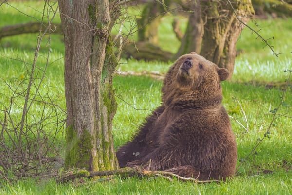 Sleepy Bears Basking in the Sun: Whipsnade’s Fluffy Quartet Awakens