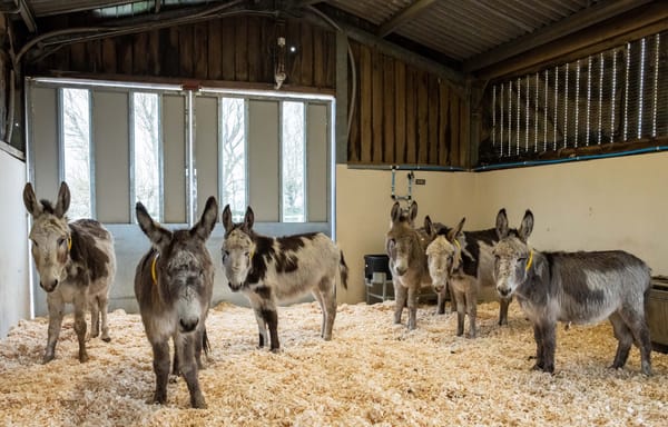 Flood Rescue Donkeys Now Safe and Thriving After Dramatic Rescue