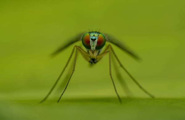 New Model Predicts How Mosquitoes Will Fly