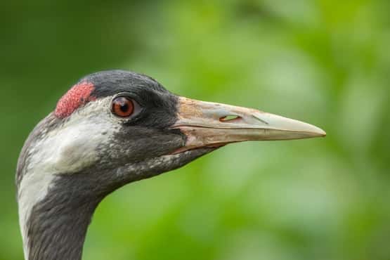 UK Crane Comeback Hits Record High After Landmark Breeding Year