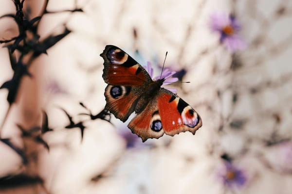 From Two Ponies to a Nature Revolution: 20 Years of Wildlife Wins