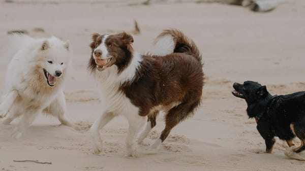 Humans Had Pet Dogs 5,000 Years Earlier Than We Thought