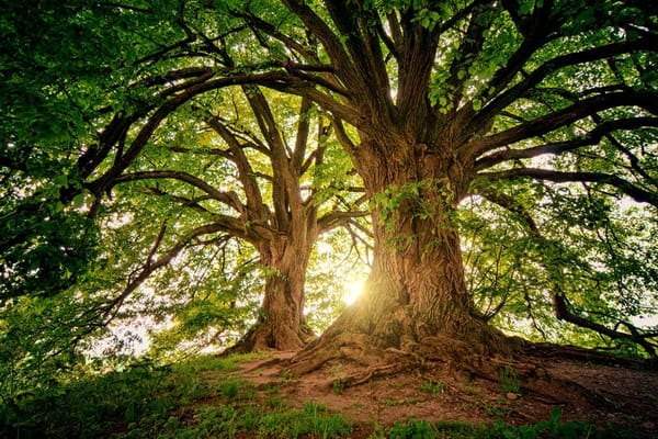 Feeling anxious or stressed? Maybe trees, seas and bees can help
