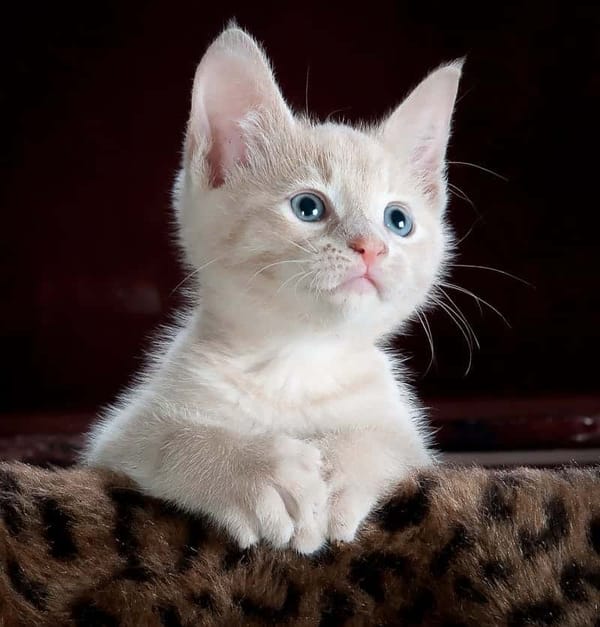 Moggies help boost the planet with ‘pawsitive’ new cat litter