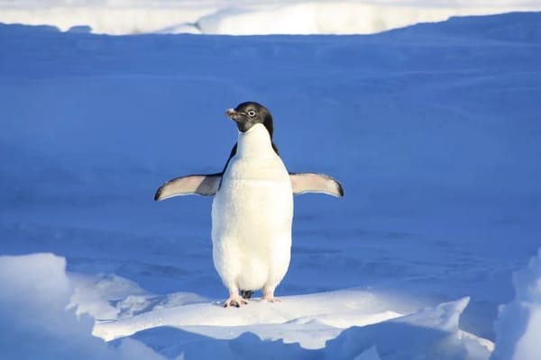 Penguin visits makes 104 year old’s dream come true