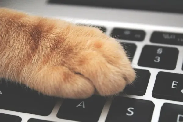Can cats work tech? Meet Lily the miracle cat