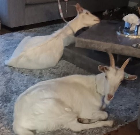 Messi might think he is the GOAT but wait till you meet Chaz and Dave!