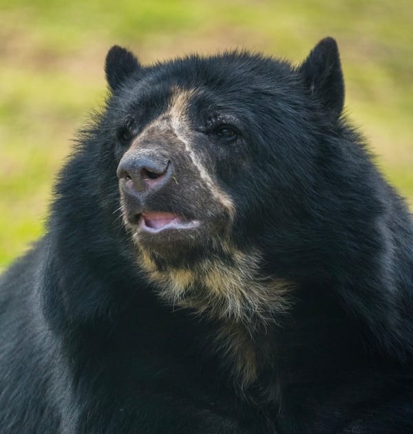 Zoos welcome ‘Paddington Bears’ to help save species from extinction