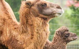 Baby Boom Bonanza - Noah’s Ark Celebrates ‘Aww-some News!