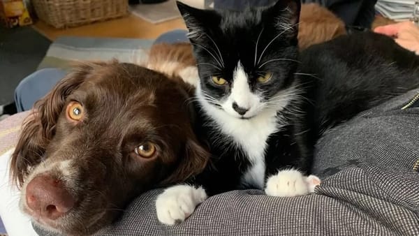 Wonder dog Daisy saves distressed car who fell down a mineshaft (By Oliver, 13)