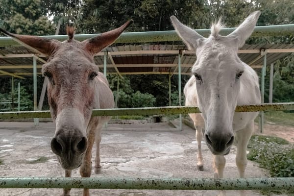 Donkeys enjoy tasty and healthy pumpkin treat