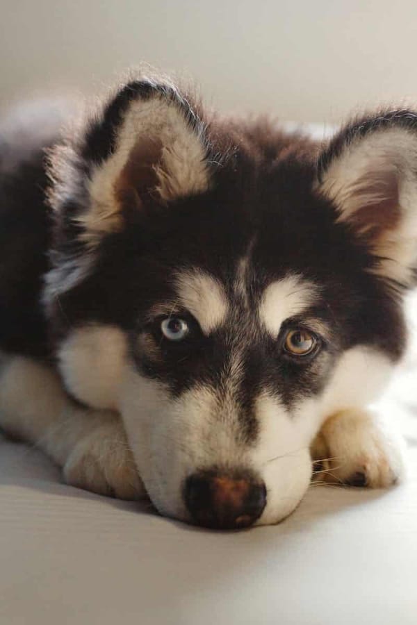 Watch miracle American Husky King the dog in world’s cutest arrest