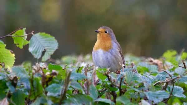 Students become birdwatchers to support RSPB (By Mia, 15)