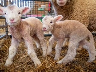 Spring has sprung at Noah’s Ark Zoo Farm