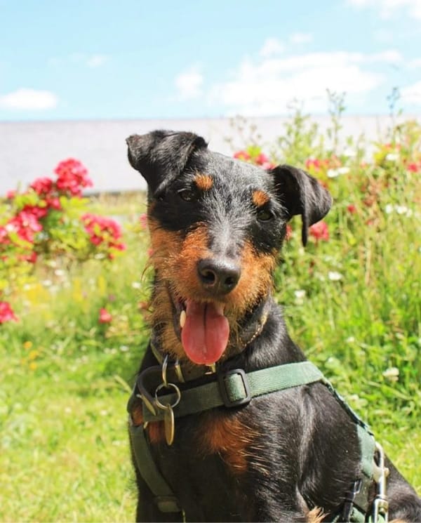 Yoko the miracle dog to take on charity challenge to climb Wales’ highest peak (back him today!)