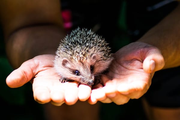Good news for the humble hedgehog as sightings on the rise after years of decline